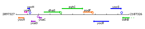 SqhC context.gif