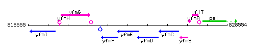 YfmE context.gif