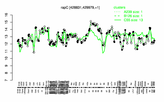 RapC expression.png