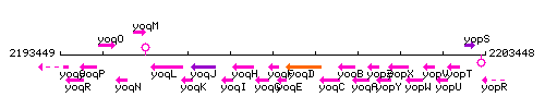 YoqF context.gif