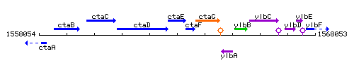 CtaE context.gif