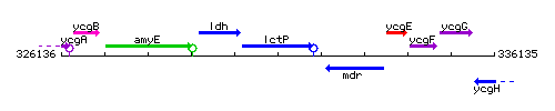 LctP context.gif