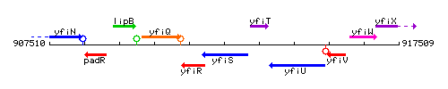 YfiS context.gif