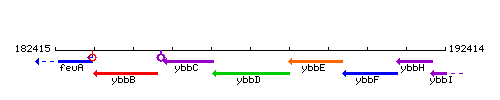 YbbD context.gif