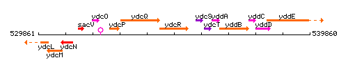 YdcR context.gif