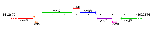 YvkB context.gif