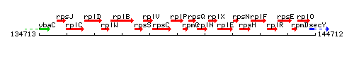 RplP context.gif