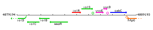 IolR context.gif