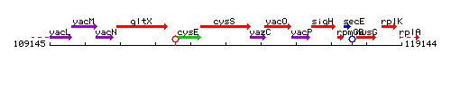 CysS context.gif