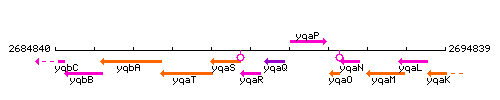 YqaR context.gif