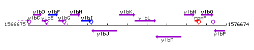 YlbK context.gif