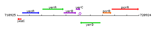 YerC context.gif