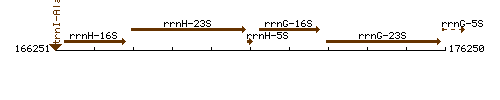 RrnH-5S context.gif