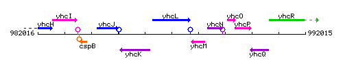 YhcL context.gif