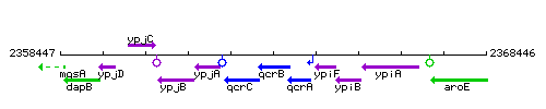 QcrB context.gif