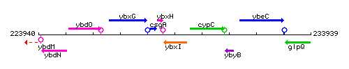 YbxI context.gif