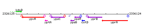 YpsB context.gif