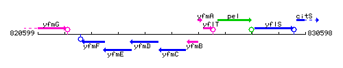 YfmC context.gif