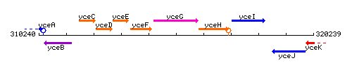 YceG context.gif