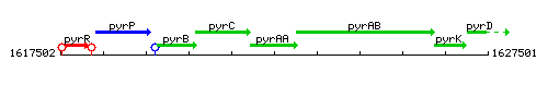 PyrAA context.gif