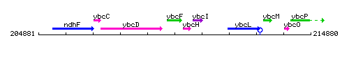 YbcF context.gif