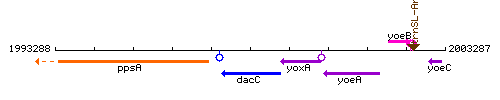 DacC context.gif