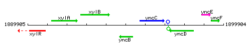 YncB context.gif