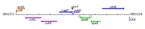 PhrF context.gif