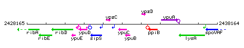 YpuC context.gif