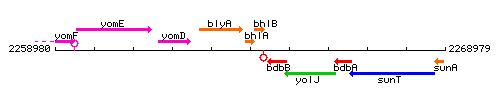 BhlA context.gif