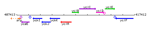 YclB context.gif