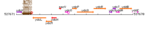 YdcP context.gif