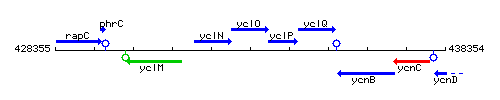 YclO context.gif