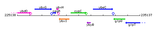 CypC context.gif