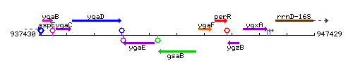 GsaB context.gif