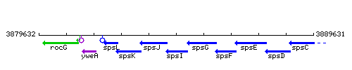 SpsI context.gif