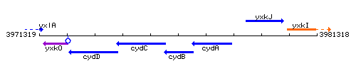 CydB context.gif