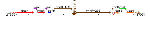 TrnA-Ala context.gif