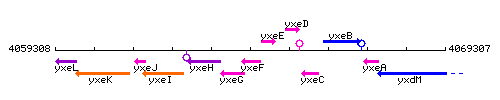 YxeF context.gif