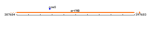 SrfAB context.gif