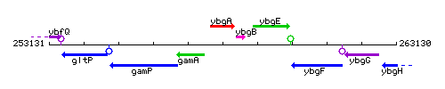 YbgA context.gif