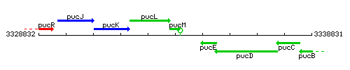 PucM context.gif