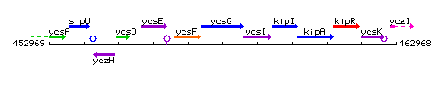 YcsG context.gif