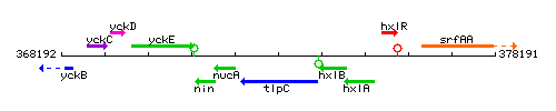 TlpC context.gif