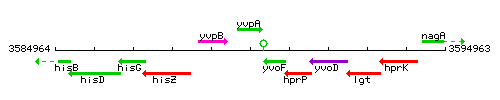 YvpA context.gif