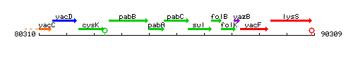 PabC context.gif