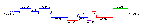 YcnC context.gif