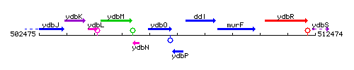 YdbP context.gif