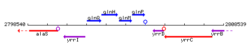 GlnM context.gif