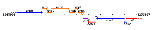 MrpF context.gif